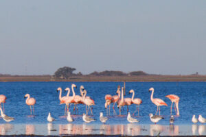Melincué se llenó de Flamencos, la laguna está lista para ser disfrutada