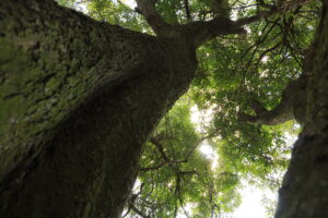 Guía para el ecoturismo en áreas naturales