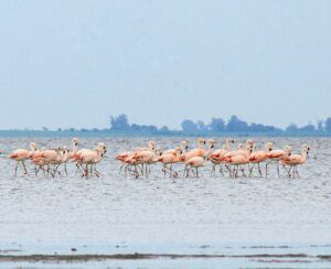 Laguna de los Flamencos