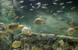 Playas seguras, información clara y un verano para disfrutar en la provincia de Santa Fe