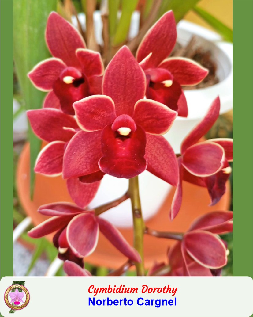 Cymbidium Dorothy Stockstill ('Forgotten Fruits'), caracterizada por sus tonos rojizos intensos y bordes claros.